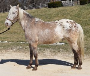 CORAZON, Adult Male Appaloosa