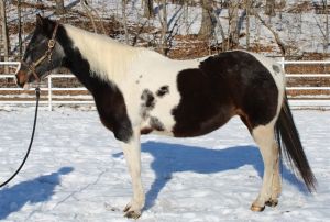PHOEBE, Adult Female Quarterhorse