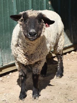 ELEANOR, Senior Female Sheep