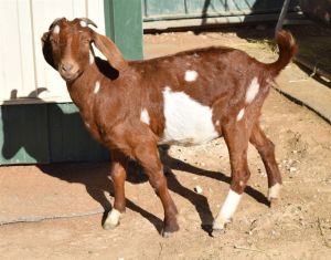 SIMONE, Adult Female unknown