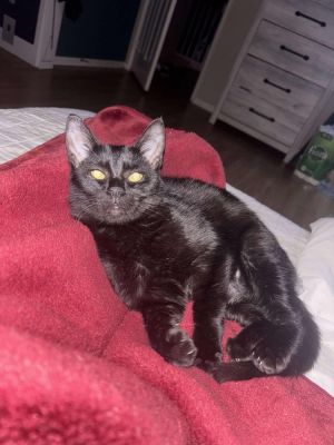 Mushroom, Baby Female Tabby