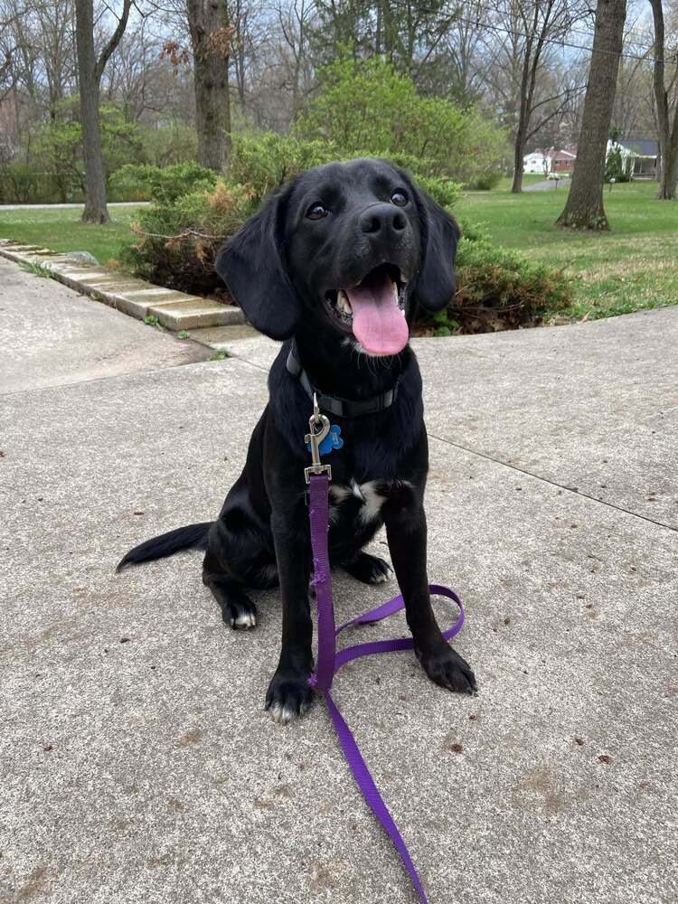 Knox