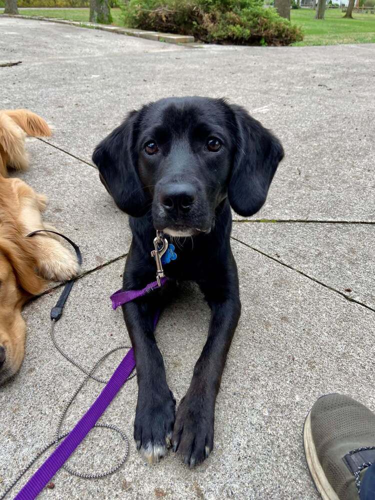 Knox