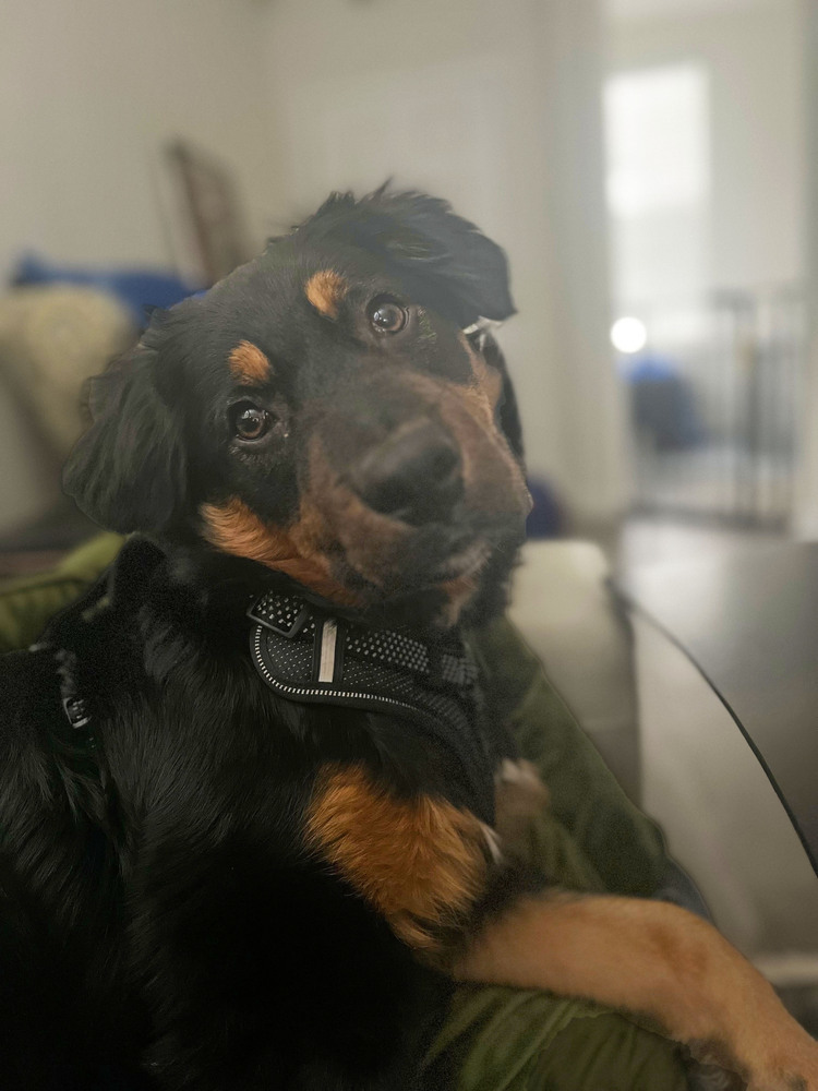Maverick