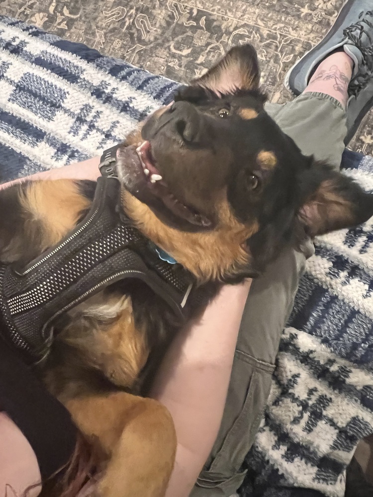 Maverick