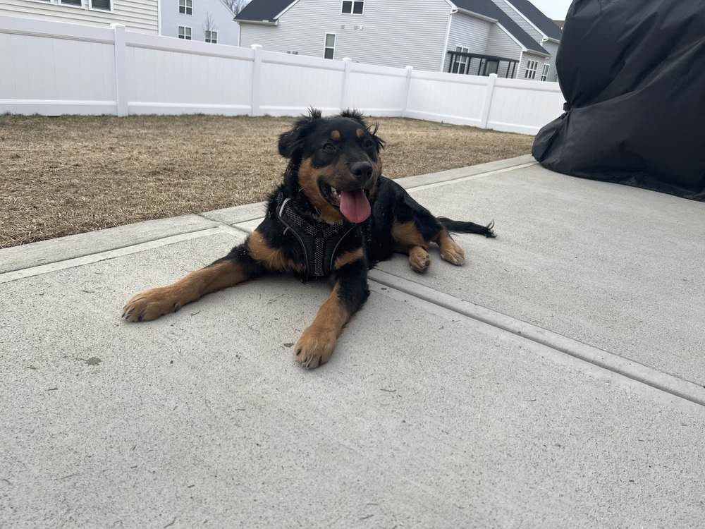 Maverick