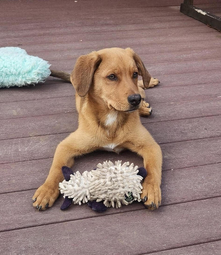 Chevy (Simpsons Litter)