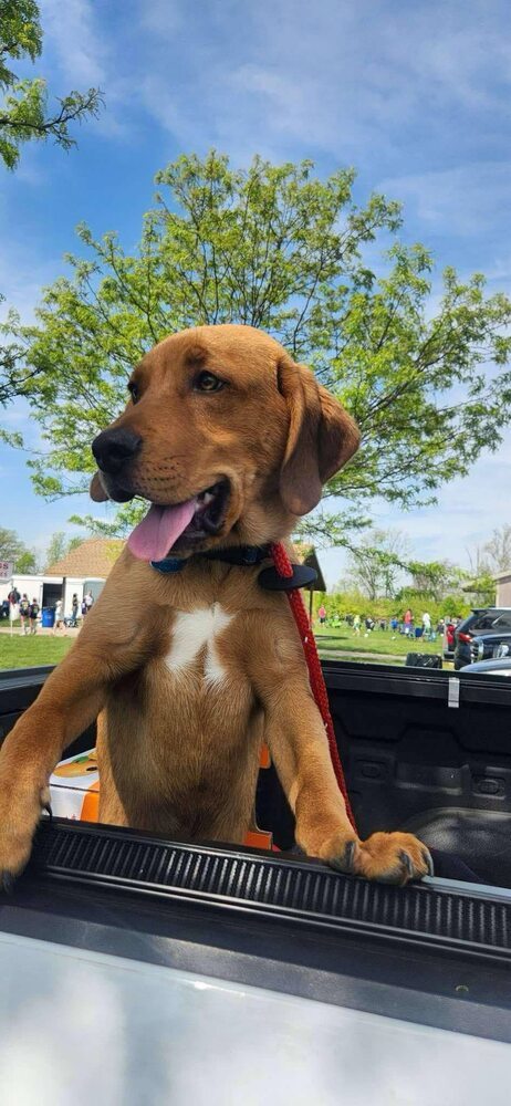 Chevy (Simpsons Litter)