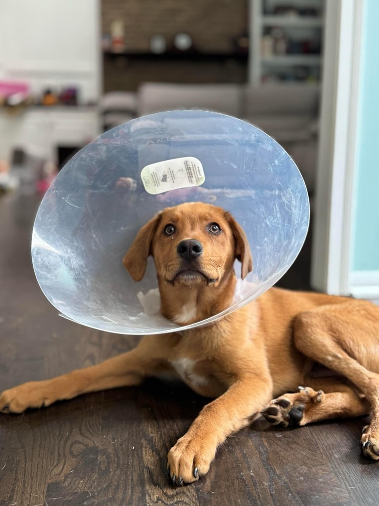 Chevy (Simpsons Litter)