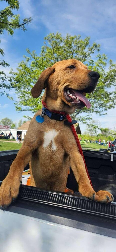 Chevy (Simpsons Litter)