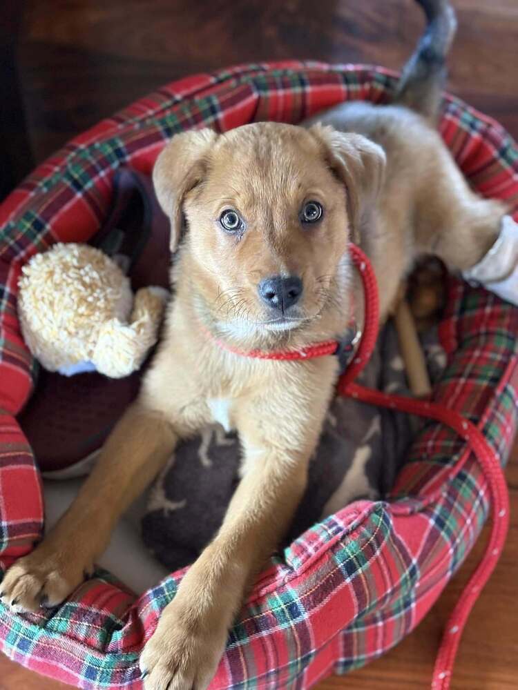 Chevy (Simpsons Litter)