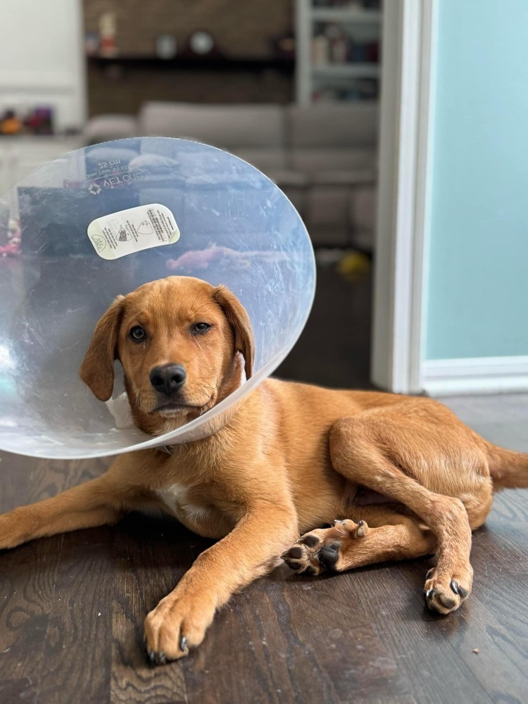 Chevy (Simpsons Litter)