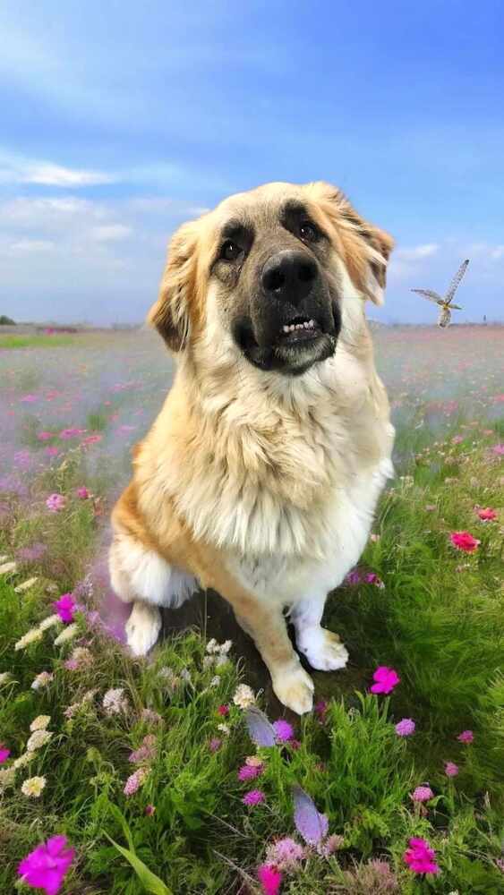 Gabriel ***RESCUE CENTER***, an adoptable Leonberger in Aurora, CO, 80018 | Photo Image 1
