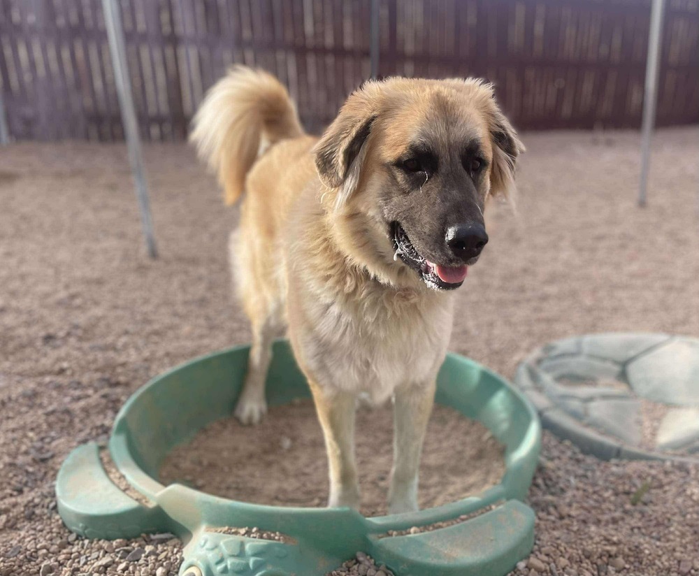 Gabriel ***RESCUE CENTER***, an adoptable Leonberger in Aurora, CO, 80018 | Photo Image 5