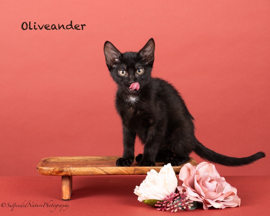Olivander