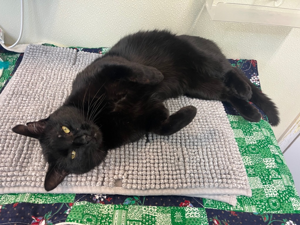 Oscar