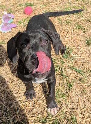 Super sweet girl she likes to chase after toys but doesnt really like to play with them much She