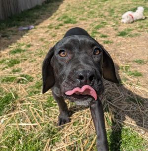 Extremely sweet Would much rather get loved on than play with toys or eat snacks She wont turn do