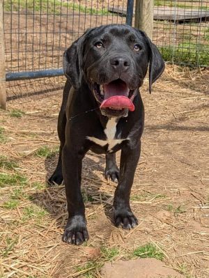Pascal  male  - 6 month bully mix Very happy dog I dont think theres one with a personality