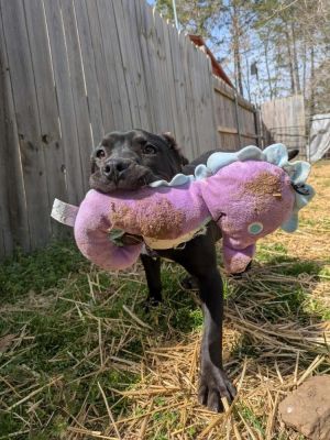 Also NOT SHY at all lol Absolutely loves toys and was just running back and forth having a blast a