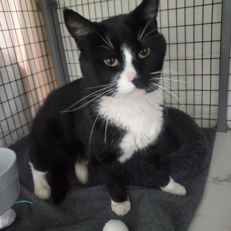 Felix, an adoptable Domestic Short Hair in Diamond Springs, CA, 95619 | Photo Image 1