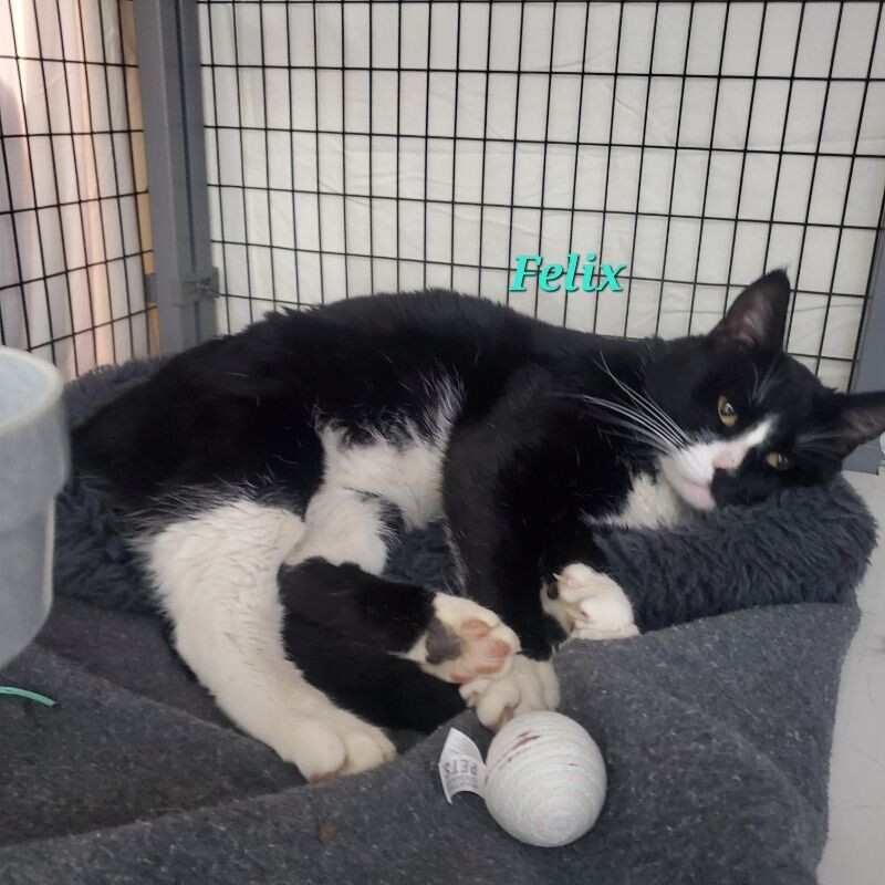 Felix, an adoptable Domestic Short Hair in Diamond Springs, CA, 95619 | Photo Image 2