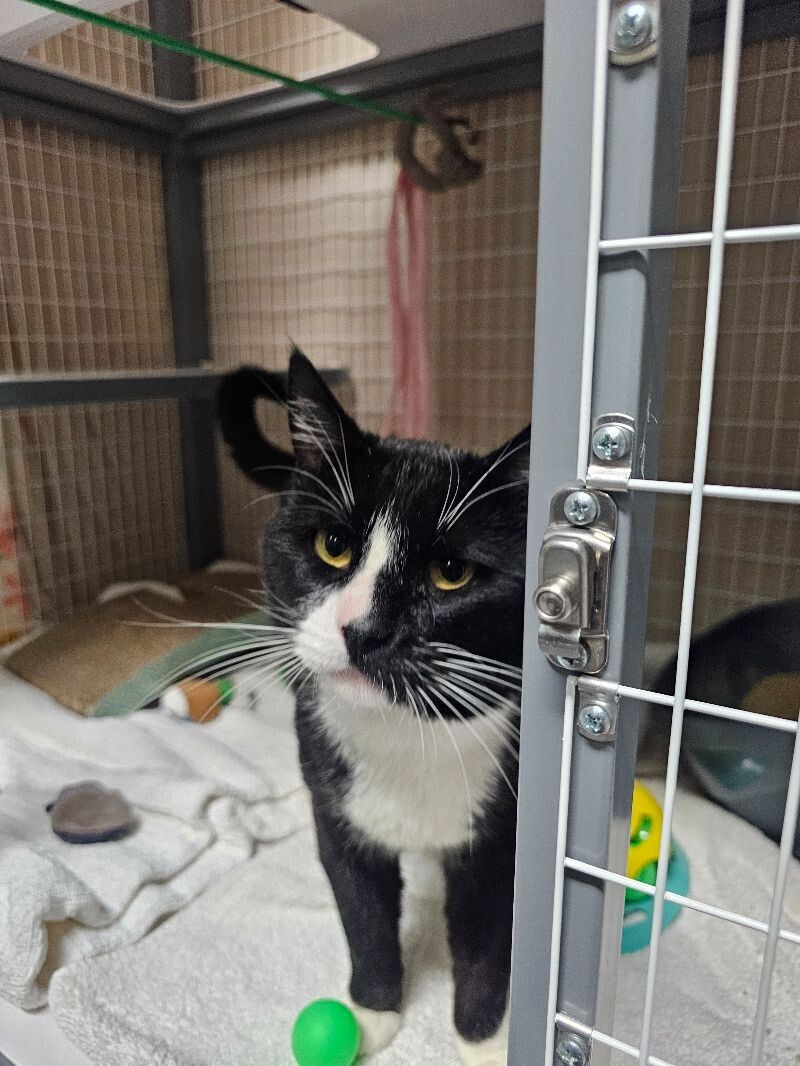 Felix, an adoptable Domestic Short Hair in Diamond Springs, CA, 95619 | Photo Image 3