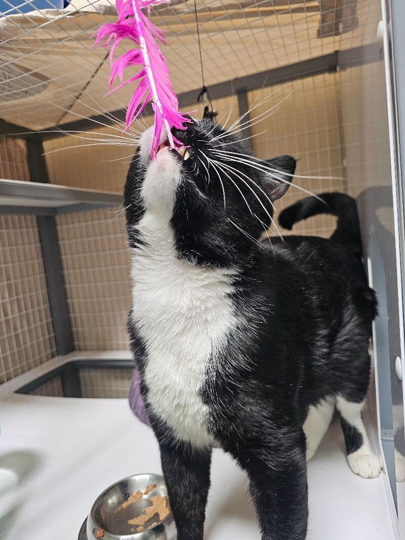 Felix, an adoptable Domestic Short Hair in Diamond Springs, CA, 95619 | Photo Image 4
