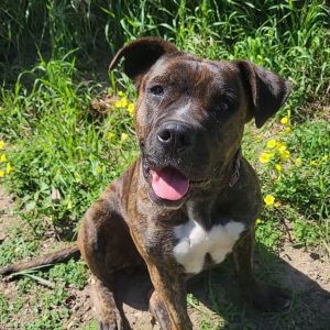 Hi My name is Daliah and Im at the Santa Barbara Campus Im a 3 year old female Pitbull TerrierM