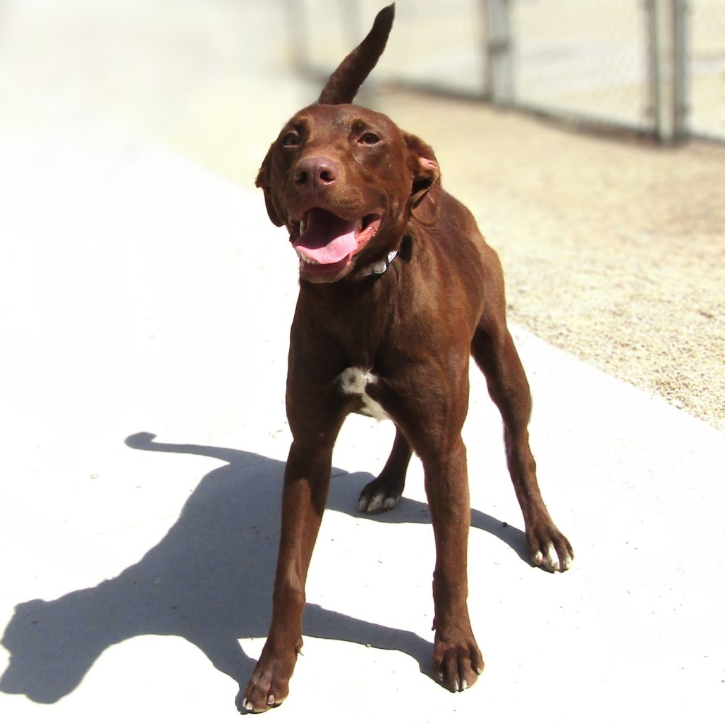 Obi, an adoptable Mixed Breed in Las Cruces, NM, 88012 | Photo Image 1