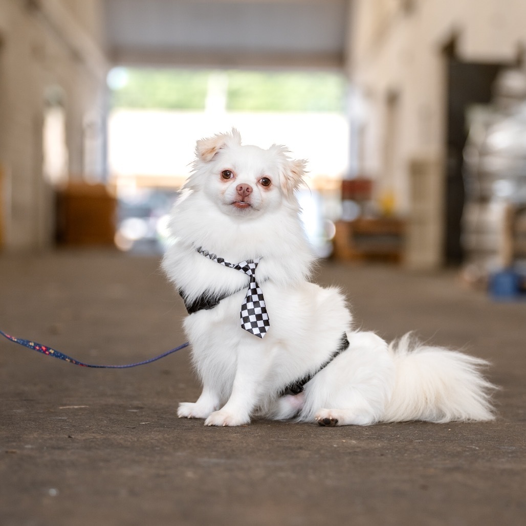 Sunny, an adoptable Pomeranian, Spitz in West Chester, PA, 19382 | Photo Image 1