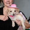 Buttercup photo 1
