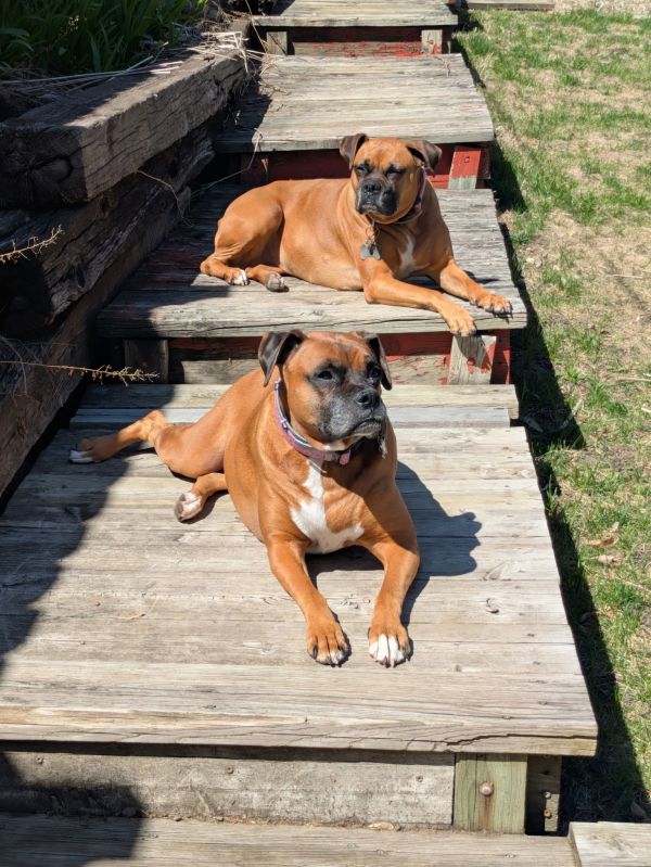 Daisy Bonded To Lily thumbnail 1