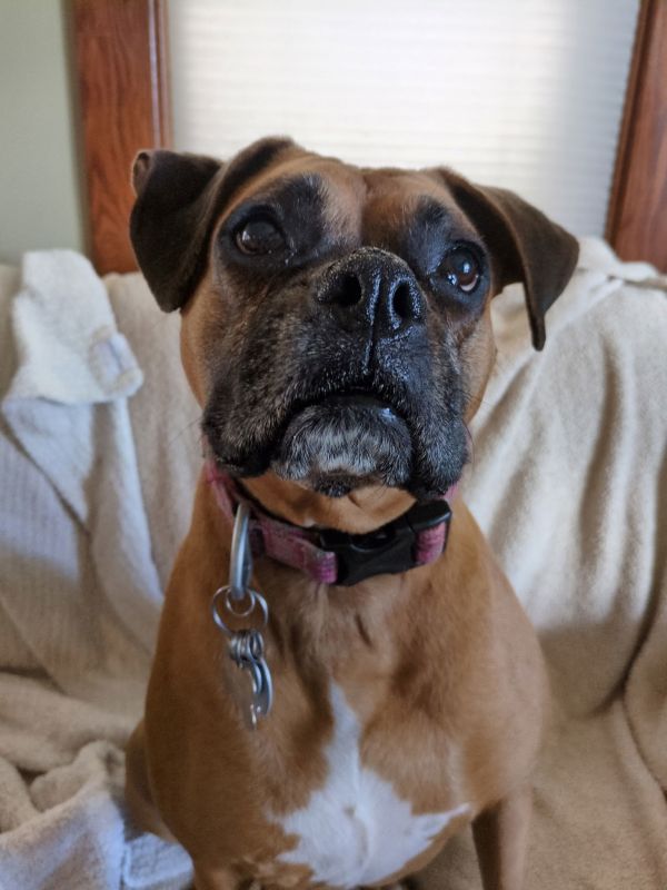 Daisy Bonded To Lily thumbnail 3