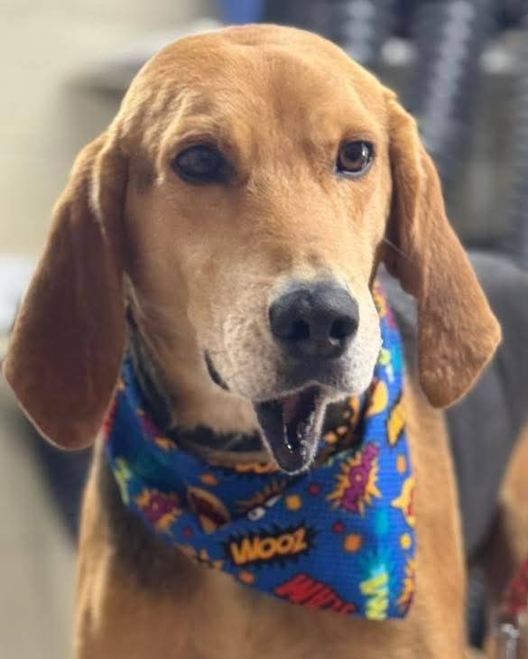 Grizzly: Not at shelter (Mark) Sponsored
