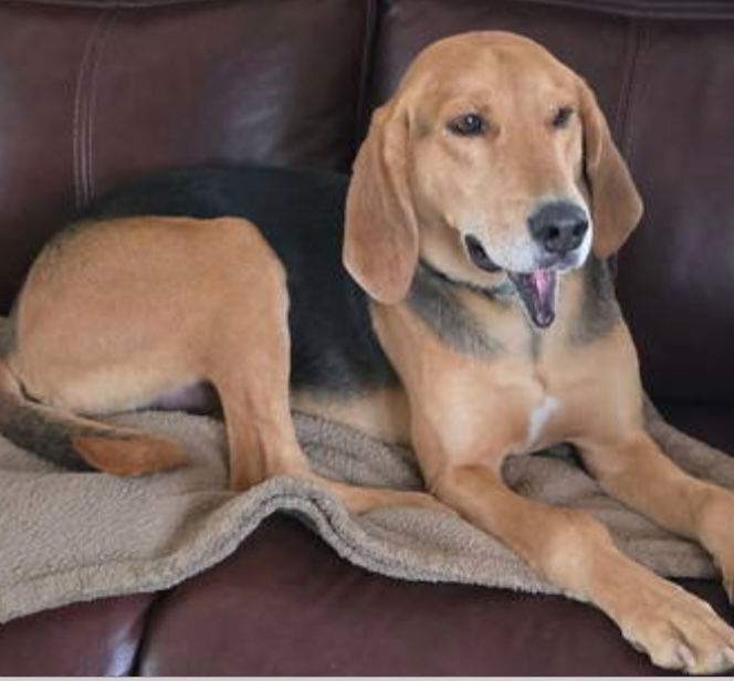 Grizzly: Not at shelter (Mark) Sponsored