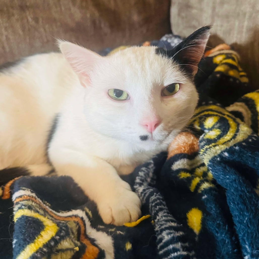 Max Butts, an adoptable Domestic Short Hair in Eagle Mountain, UT, 84005 | Photo Image 1