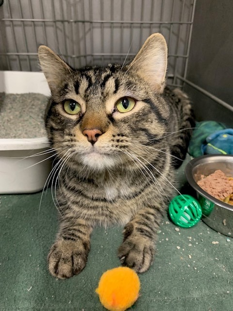 Gustav, an adoptable Domestic Short Hair in Ladysmith, WI, 54848 | Photo Image 1