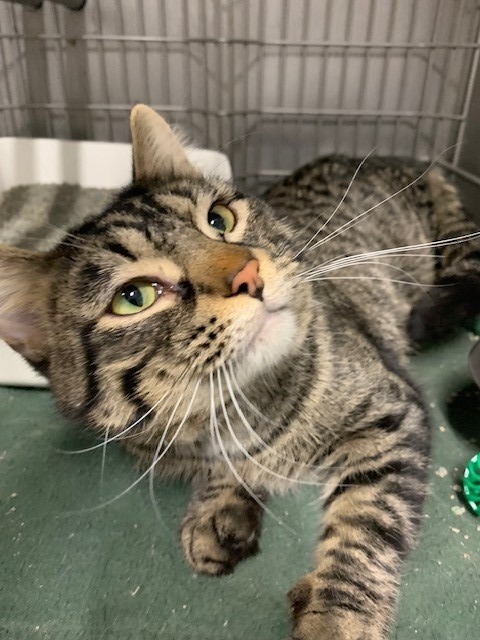 Gustav, an adoptable Domestic Short Hair in Ladysmith, WI, 54848 | Photo Image 2