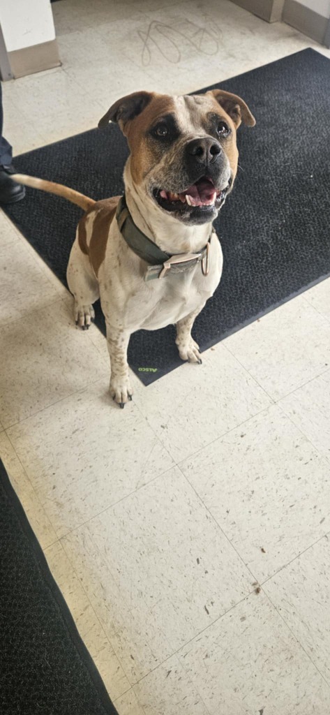 Butch, an adoptable Affenpinscher, Pit Bull Terrier in Green River, WY, 82935 | Photo Image 3