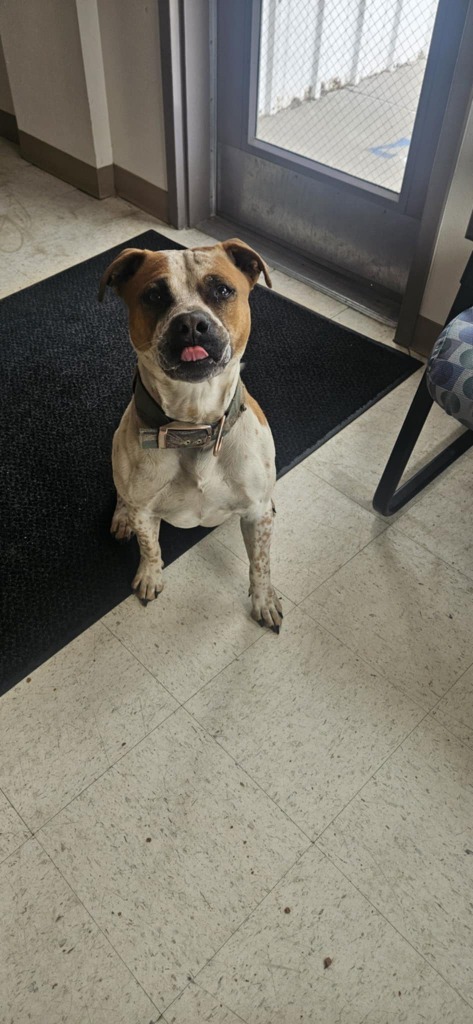 Butch, an adoptable Affenpinscher, Pit Bull Terrier in Green River, WY, 82935 | Photo Image 4
