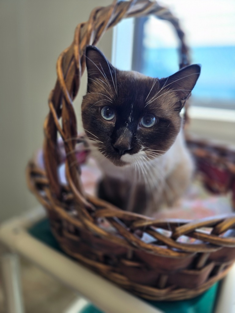 Smokey, an adoptable Domestic Short Hair in Minot, ND, 58702 | Photo Image 1