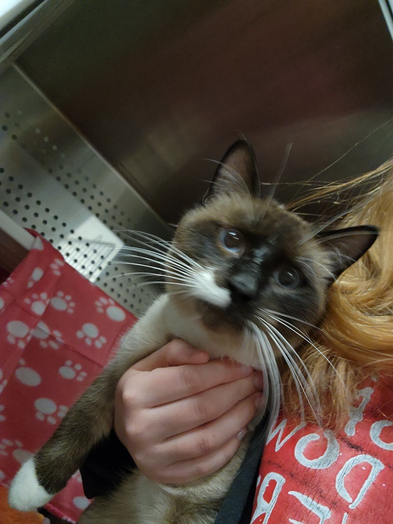 Smokey, an adoptable Domestic Short Hair in Minot, ND, 58702 | Photo Image 2
