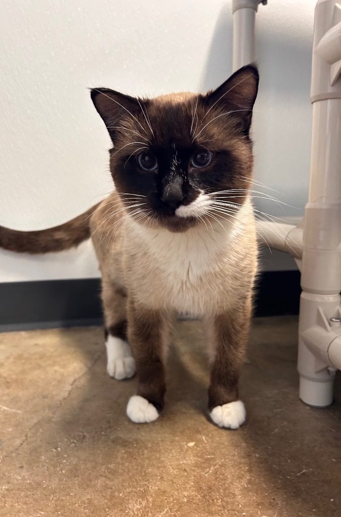 Smokey, an adoptable Domestic Short Hair in Minot, ND, 58702 | Photo Image 3