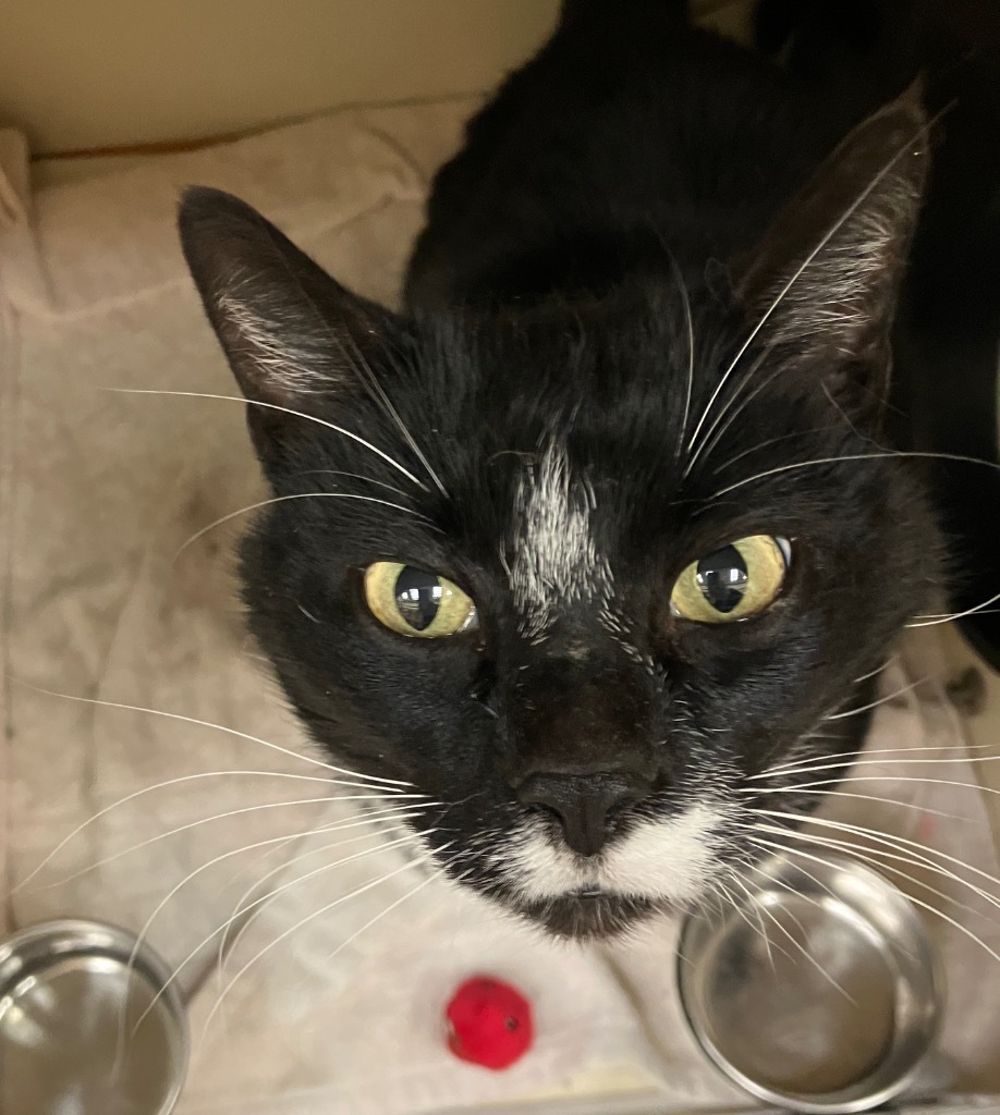 Midnight *Sponsored Senior