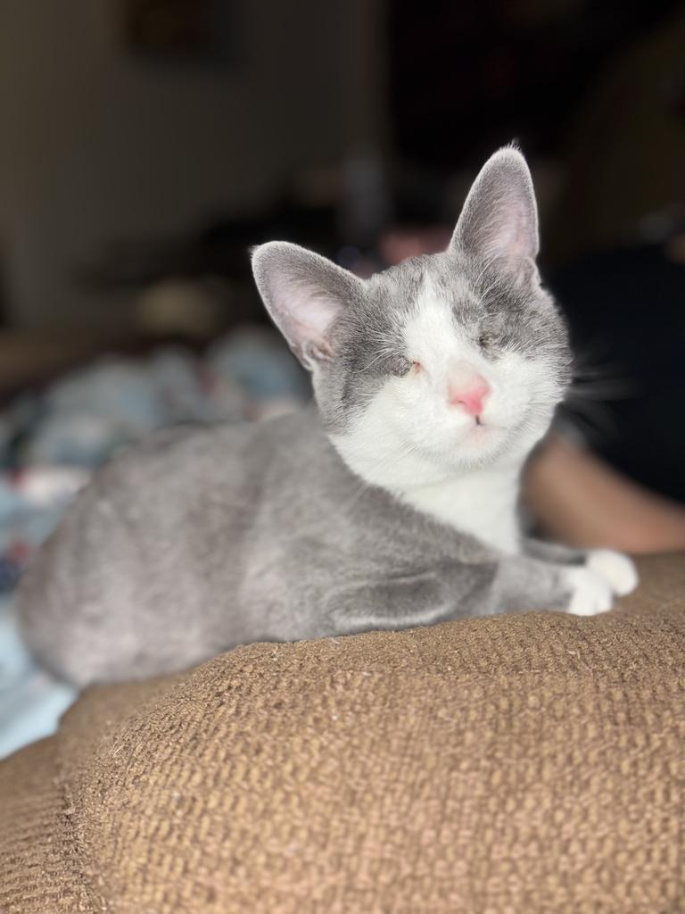 NOEL