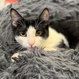 This little man is Phil Phil is a sweet boy who is a little nervous at the adoption center and