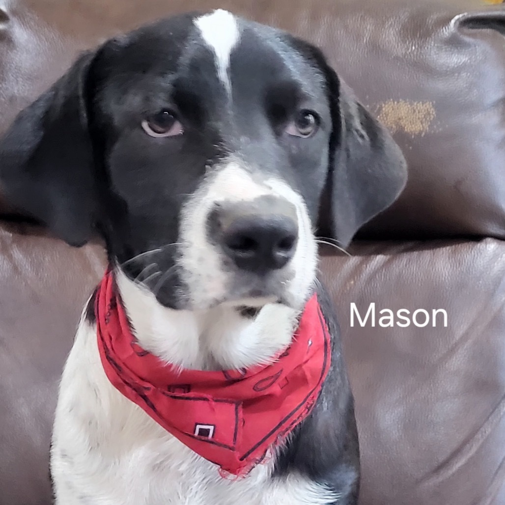 Mason, an adoptable Mixed Breed in Wadena, MN, 56482 | Photo Image 1