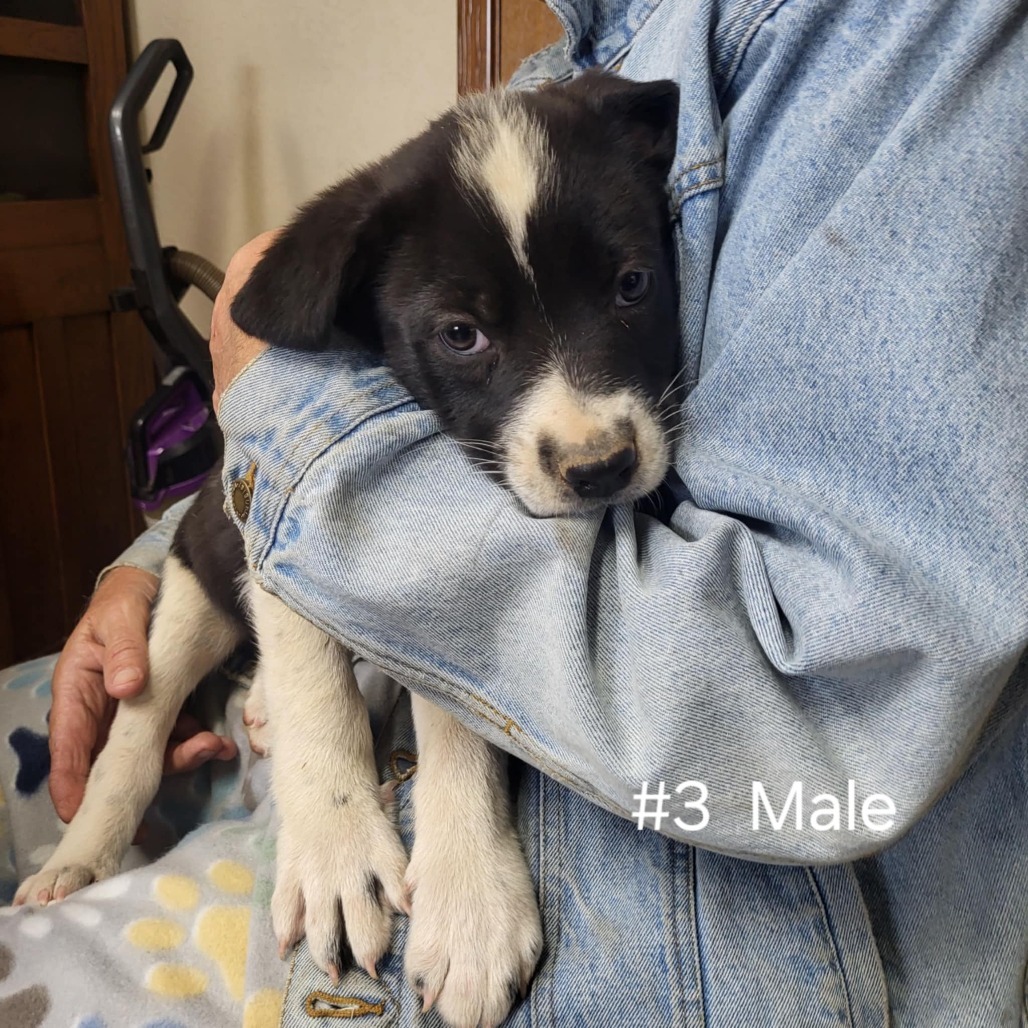 Mason, an adoptable Mixed Breed in Wadena, MN, 56482 | Photo Image 2