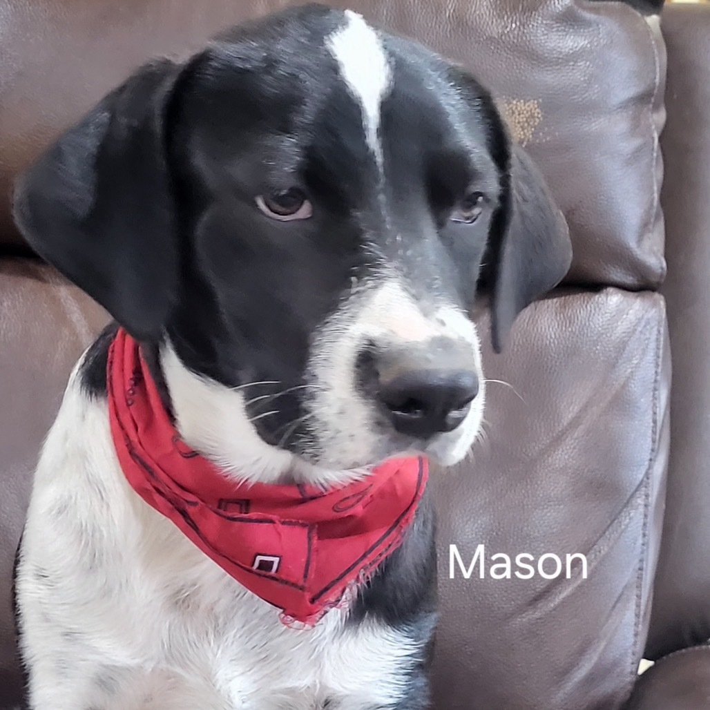 Mason, an adoptable Mixed Breed in Wadena, MN, 56482 | Photo Image 3